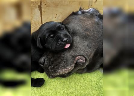 Traumhafte Labrador Welpen