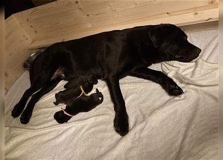reinrassige gesunde Labrador Welpen braun mit Ahnentafel
