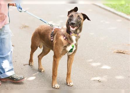 Apachi ist eine temperamentvolle junge Hundedame und benötigt aktive Menschen - Tierhilfe Franken