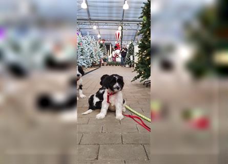 Nederlandse schapendoes puppy's Niederländischen Schäferhund welpen