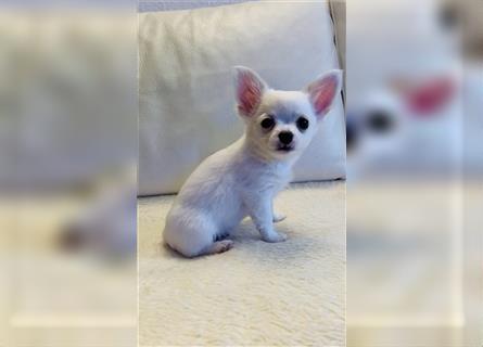 Wunderschöner Reinrassiger weisser Chihuahua sucht sein zuhause auf Lebenszeit.