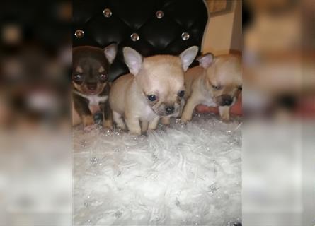 Zuckersüße Mini Chihuahuawelpen ❤️