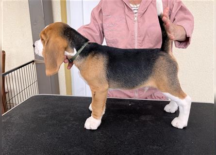 Beagle-Welpen mit Stammbaum