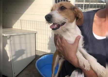 Kora: kleiner Familienhund für "Überall mit dabei"