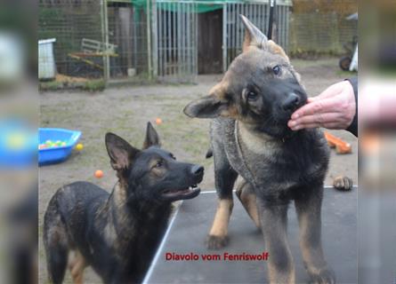 Diavolo vom Fenriswolf dunkelgrau aus Kör-und Leistungszucht, gerader Rücken