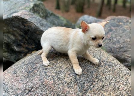 Chihuahua ( Pomchi) Welpen.