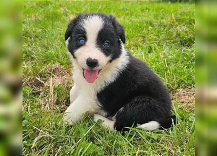 Border Collie Welpen -  Rüde und Hündin