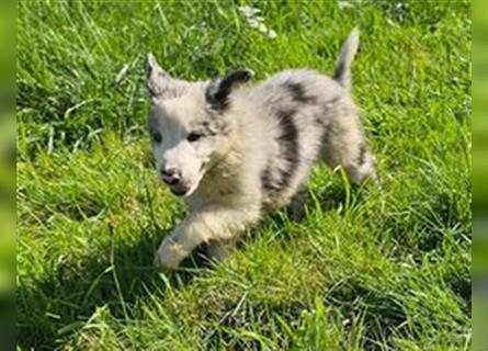 Border Collie Welpen - Rüden und Hündinnen