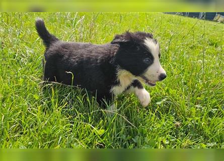 Border Collie Welpen - Rüden und Hündinnen