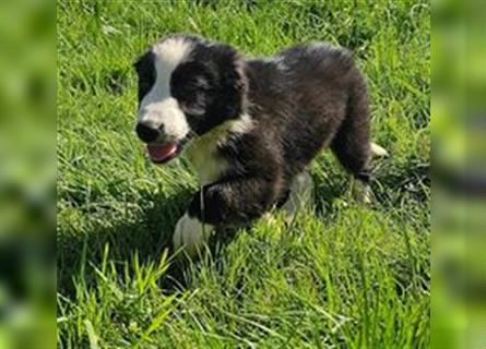 Border Collie Welpen - Rüden und Hündinnen