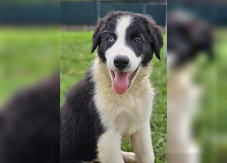 Border Collie Welpen - Rüden und Hündinnen