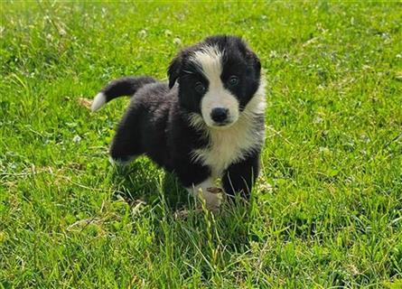 Border Collie Welpen - Rüden und Hündinnen