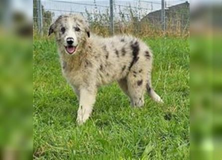 Border Collie Welpen -  Rüde und Hündin