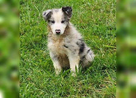 Border Collie Welpen - Rüden und Hündinnen