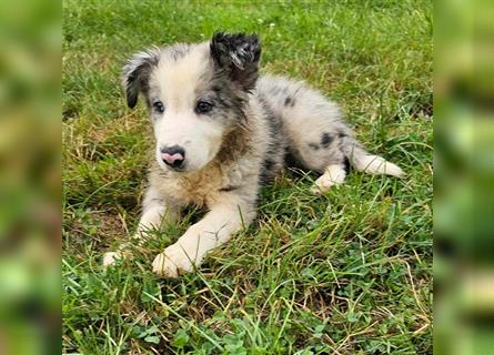 Border Collie Welpen - Rüden und Hündinnen