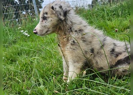 Border Collie Welpen - Rüden und Hündinnen