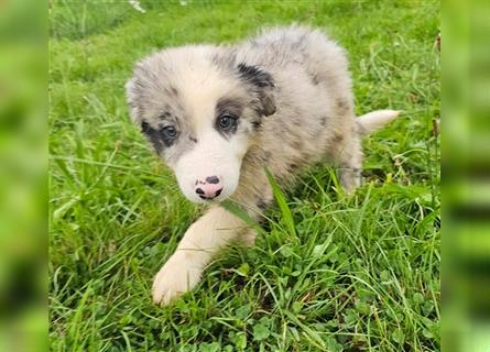 Border Collie Welpen - Rüden und Hündinnen