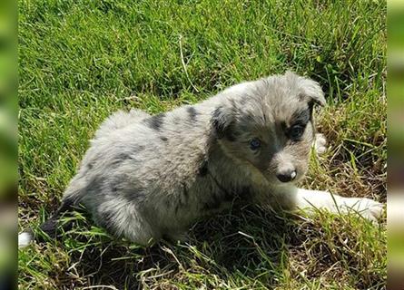 Border Collie Welpen - Rüden und Hündinnen