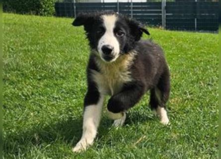 Border Collie Welpen - Rüden und Hündinnen