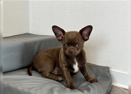 Chihuahua Rüde Schoko weiß