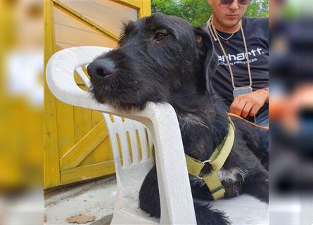 Berta - ist in Deutschland - sucht eine aktive Familie, verträgt sich super mit Hunden