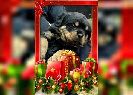 Rottweiler-Welpe Rosi - zu Weihnachten abzugeben