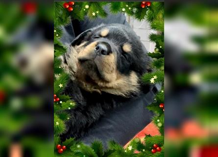 Rottweiler-Welpe Rosi - zu Weihnachten abzugeben