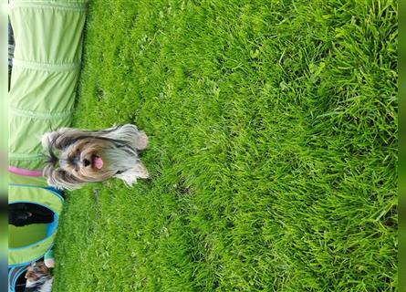 Mini yorkshire terrier werden erwartet
