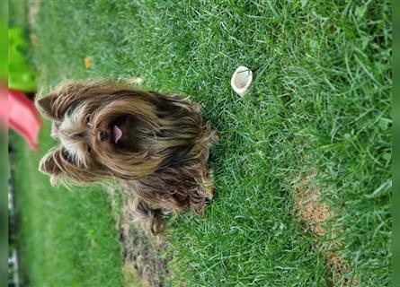 Mini yorkshire terrier suchen ab Februar ein neues Zuhause
