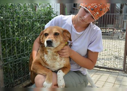 Fritz: viel zu lieb und zu sanft für das Leben im Tierheim