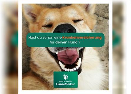 HanseMerkur  Hunde Krankenversicherung inklusive OP Abdeckung