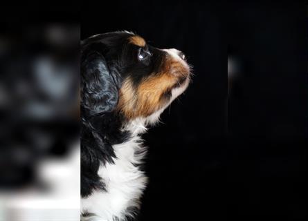Berner Sennenhund Welpen aus langjähriger SSV/VDH-Zucht