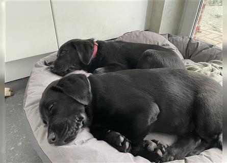 Reinrassige Labradorwelpen Siggi und Loki suchen ein neues Zuhause