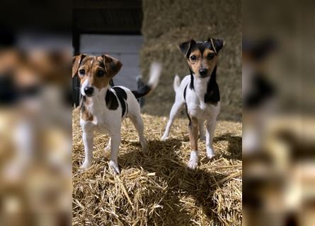 „Tiger Russell“ Tiger Dackel x Jack Russell