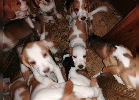 Zuckersüsse,knuffige reinrassige Beaglewelpen suchen ein liebevolles Zuhause