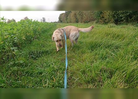 Lory, temperamentvolle Labrador Kuschelmaus sucht ihr kompetentes Zuhause