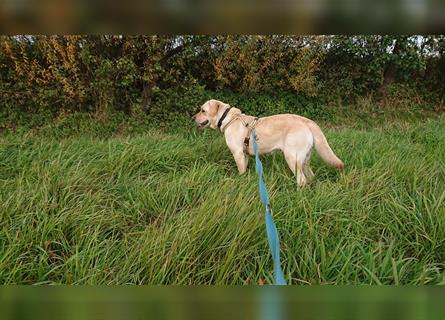 Lory, temperamentvolle Labrador Kuschelmaus sucht ihr kompetentes Zuhause