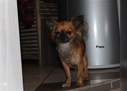 Chihuahua-Welpen abzugeben
