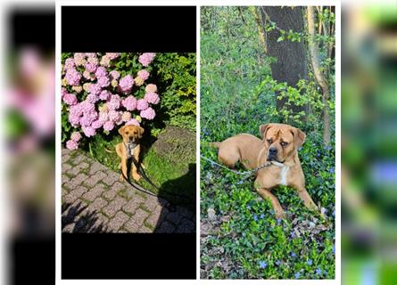 Dogge - Bordeaux Dogge Mix Welpe