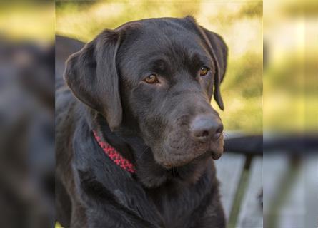 Labrador Deckrüde mit ZZL, decksicher, reinerbig braun chocolate nach FCI Standard, kein Verkauf!