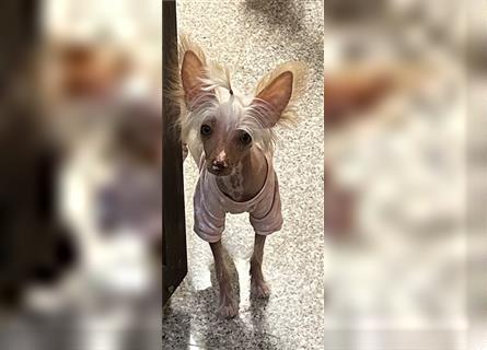 Chinese Crested HHL und PP Mini Mix Welpen