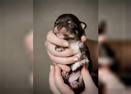 Zauberhafte Chihuahua-Welpen suchen ein liebevolles Zuhause
