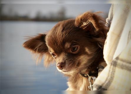 Zauberhafte Chihuahua-Welpen suchen ein liebevolles Zuhause