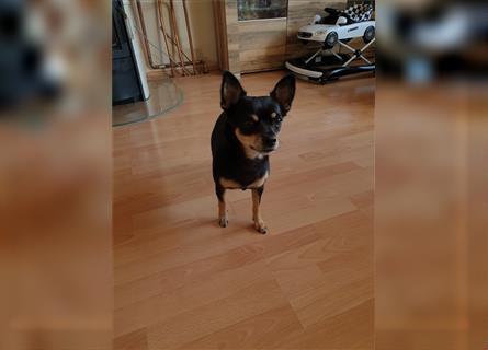 Süße Chihuahua Hündin sucht neues zuhause