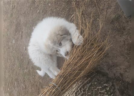 Pyrenäenberghund Welpen | Herdenschutzhunde