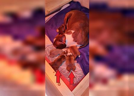 Reinrassiger Boston-Terrier Welpe (Rüde) ist Ende April abzugeben