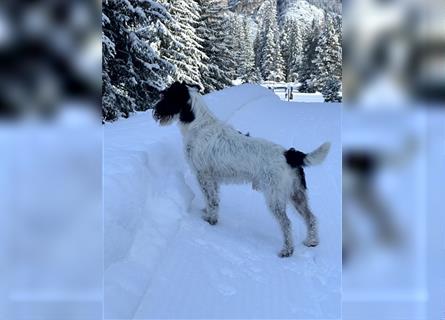 Parson Jack Russel Terrier Wurf / Reinrassig / Ahnentafel / Linienzucht