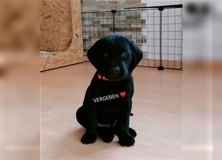 Wunderschöne Labrador/Vizsla Welpen