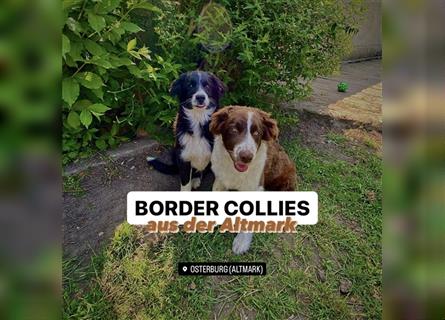 Ab sofort abzugeben (500 EUR): Zwei Border-Collie-Welpen aus der Altmark