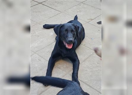 Reinrassige Labrador Junghunde !!! Ein Mädchen sucht noch liebevolle Menschen